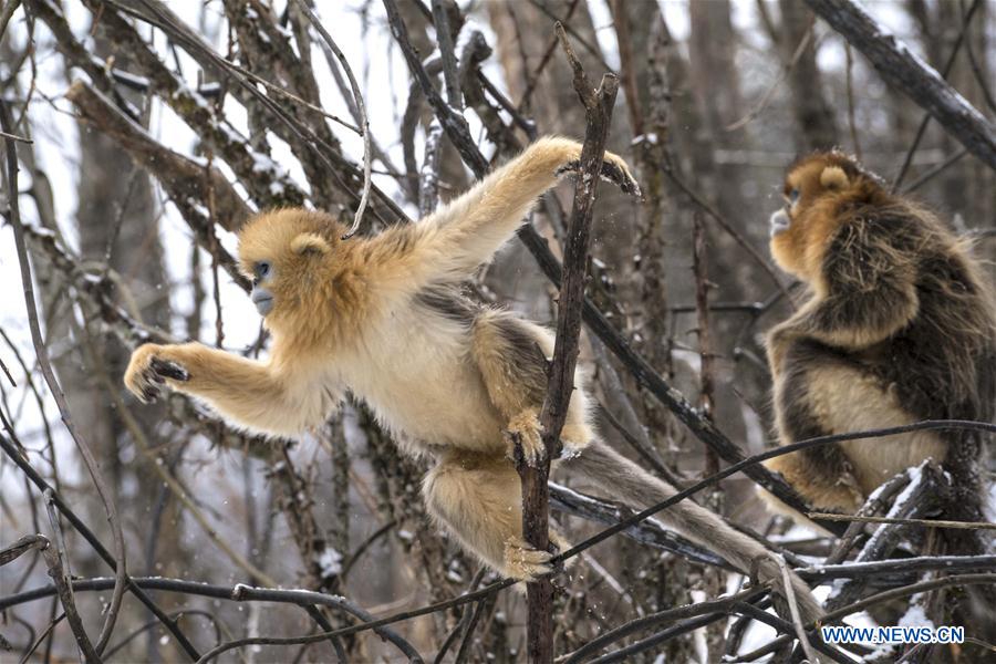 CHINA-HUBEI-SHENNONGJIA-GOLDEN MONKEY (CN)