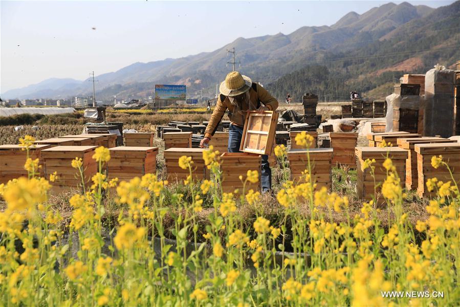 #CHINA-GUIZHOU-RONGJIANG-HONEY-COLLECTION (CN)