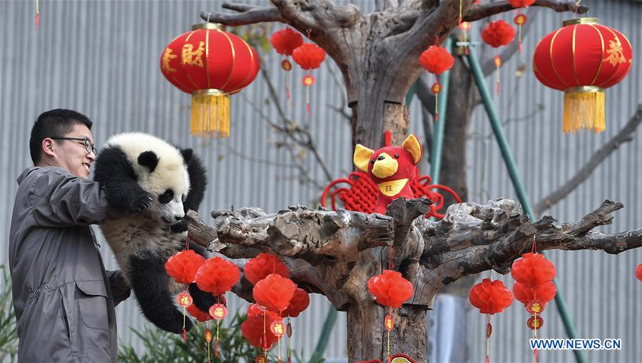 CHINA-SICHUAN-GIANT PANDA-SPRING FESTIVAL (CN)