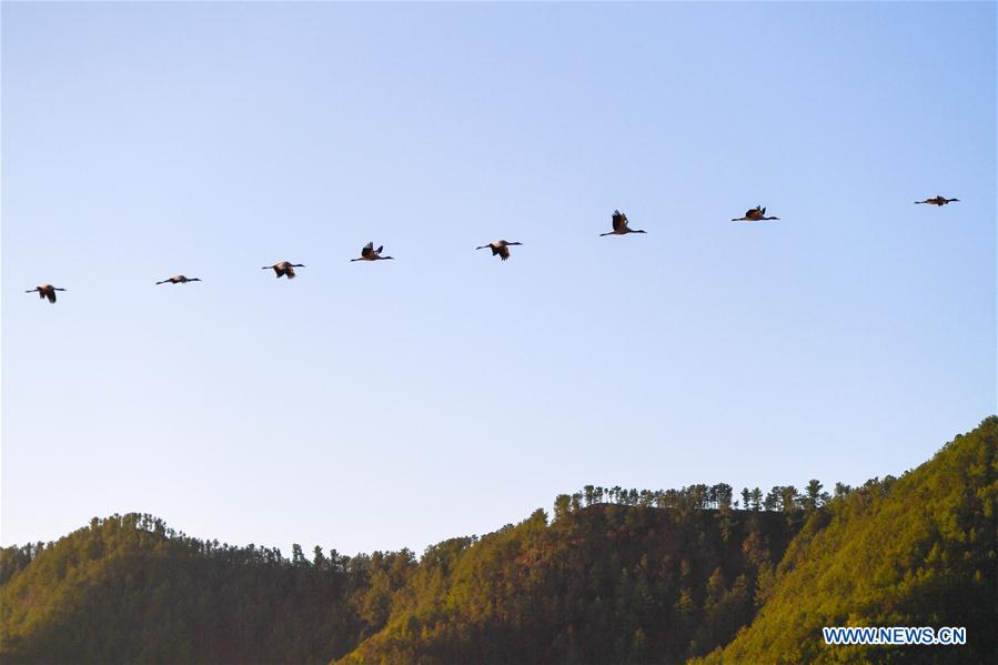 CHINA-YUNNAN-MIGRANT BIRDS (CN)