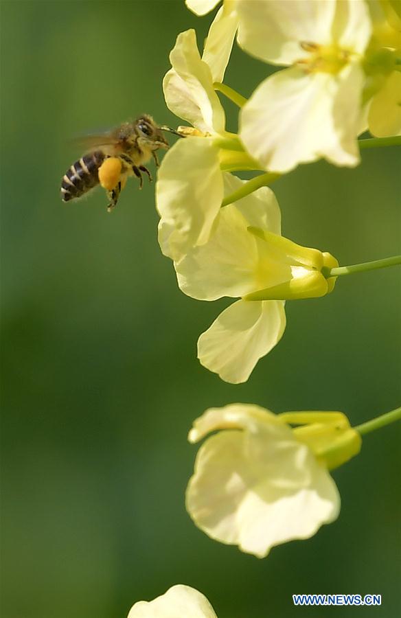 CHINA-JIANGXI-RAPE FLOWER-HONEY BEE-RESEARCH (CN)