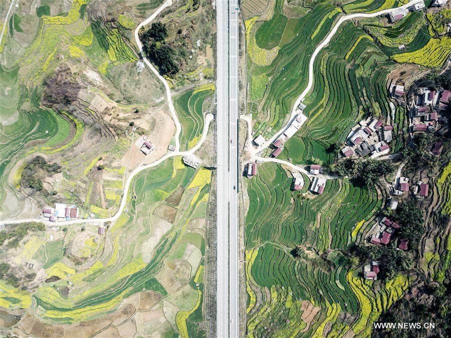 CHINA-GUIZHOU-RAPE FLOWER(CN)