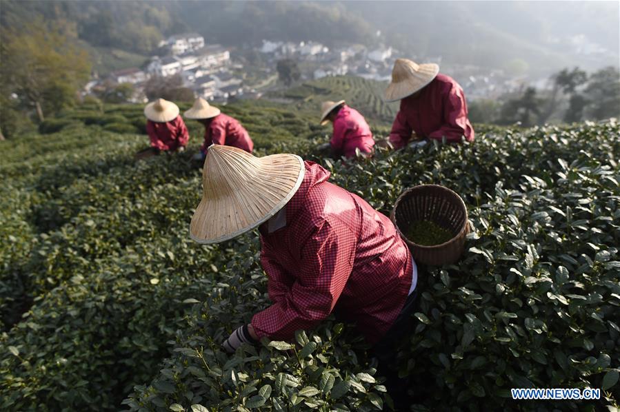 CHINA-HANGZHOU-TEA-PICKING (CN)