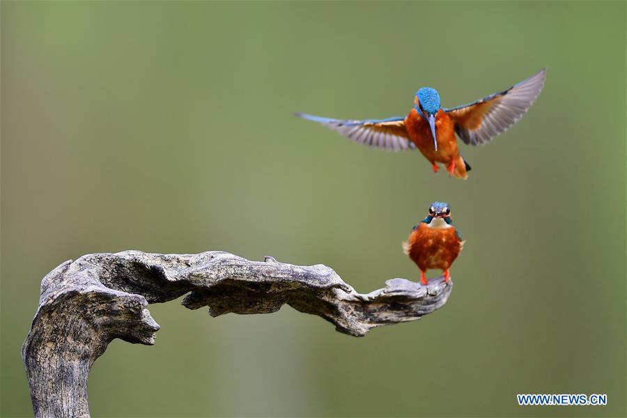 CHINA-SPRING-KINGFISHERS (CN)