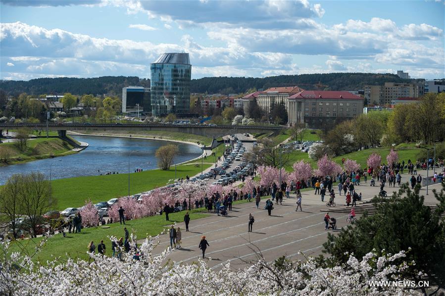 LITHUANIA-VILNIUS-CHERRY BLOSSOMS