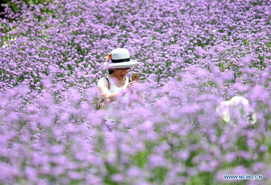 CHINA-NANNING-FLOWER (CN)