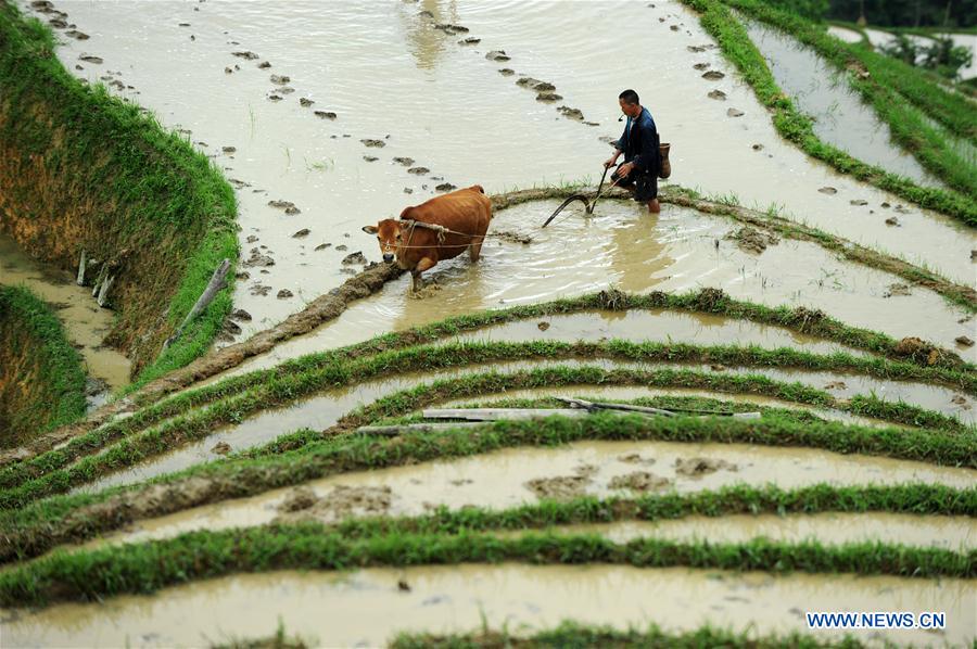 CHINA-GUIZHOU-RONGJIANG-TERRACE SCENERY (CN)