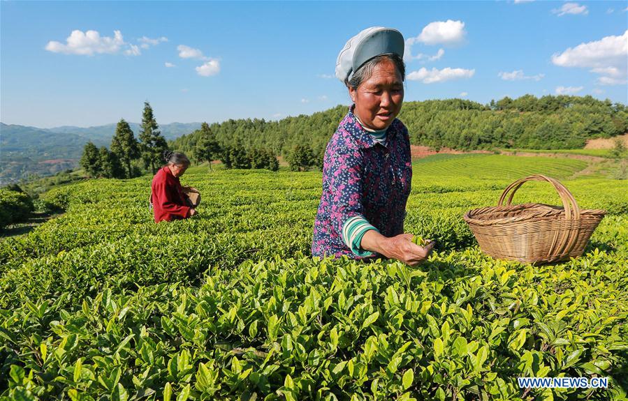 #CHINA-TEA GARDEN-HARVEST (CN)