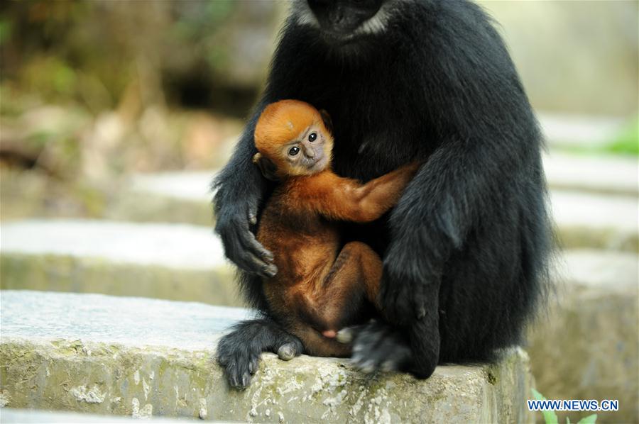 #CHINA-GUIZHOU-FRANCOIS'S LANGUR (CN*) 