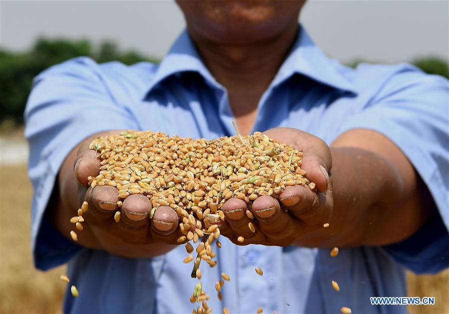 CHINA-HENAN-TAXI DRIVER-WHEAT HARVEST (CN)