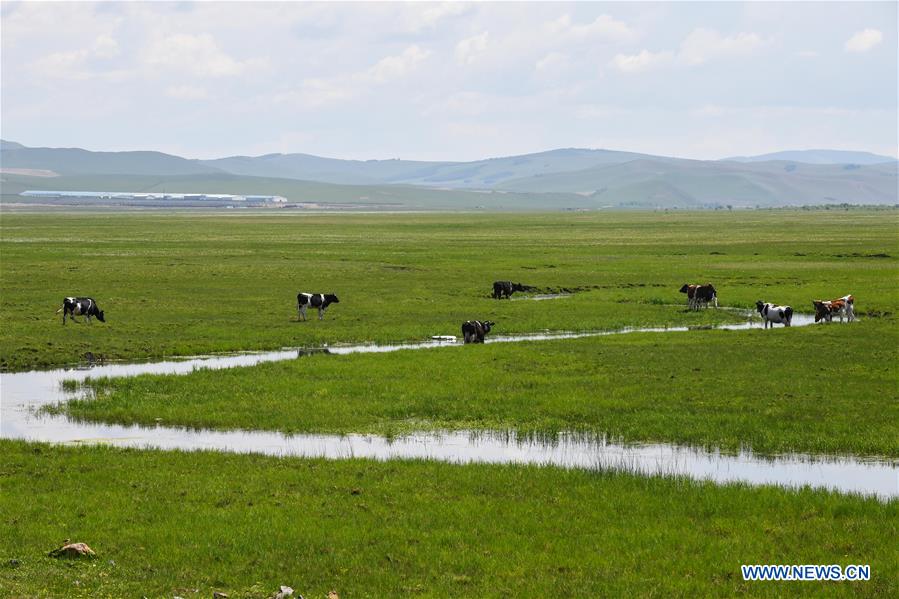 CHINA-INNER MONGOLIA-HULUNBUIR GRASSLAND-NATURE (CN)