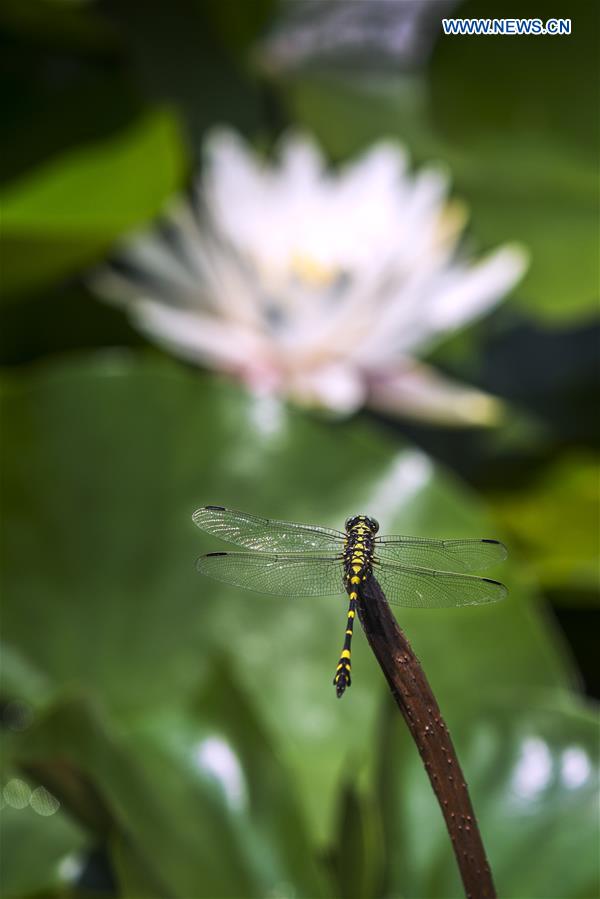 #CHINA-NATURE-LOTUS (CN)