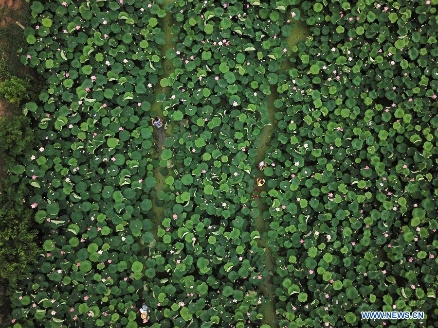 CHINA-JIANGXI-LOTUS PLANTATION (CN)