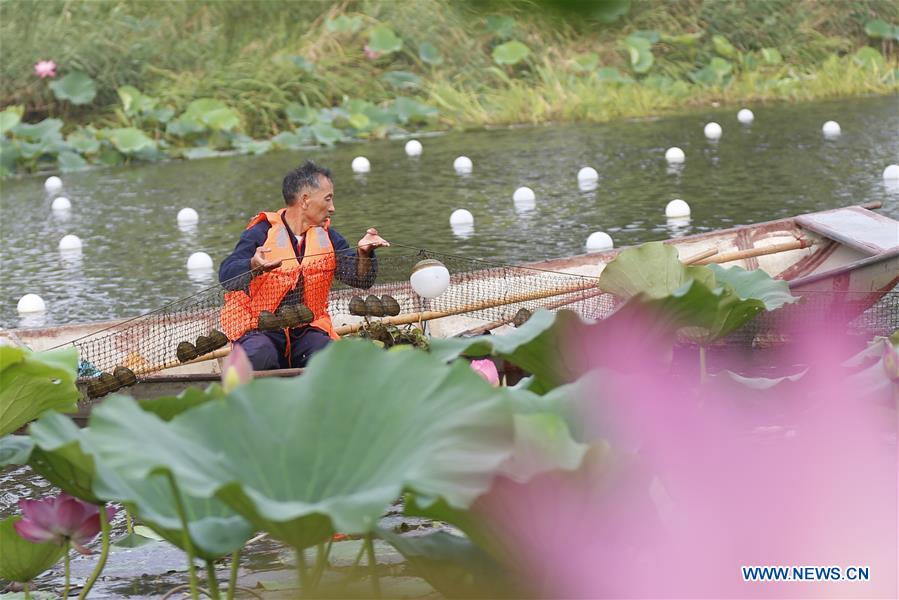 #CHINA-JIANGSU-SIHONG COUNTY-PLANTS (CN)