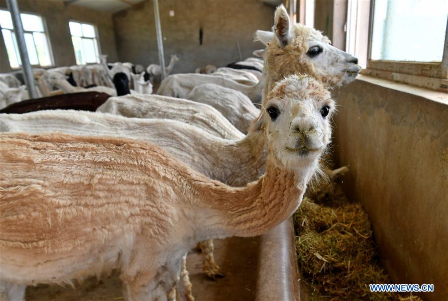 CHINA-SHANXI-YANGQU-ALPACA BREEDING-POVERTY ALLEVIATION (CN)