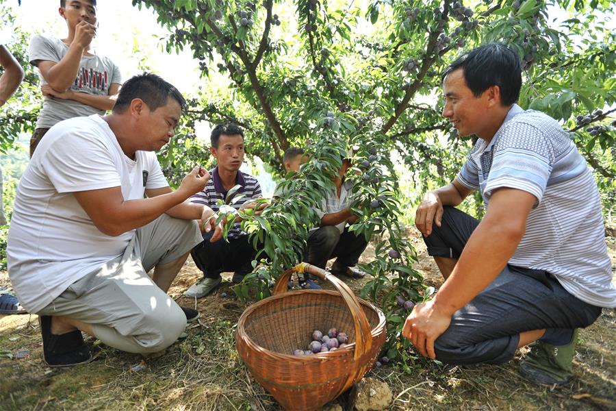 CHINA-GUIZHOU-ZUNYI-PLUM-HARVEST (CN)