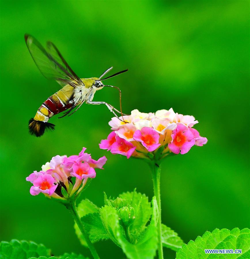 CHINA-FUZHOU-INSECT-FLOWER(CN)