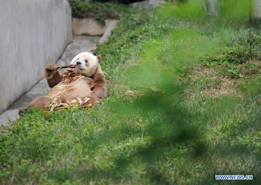 CHINA-SHAANXI-BROWN AND WHITE-QINLING PANDA (CN)