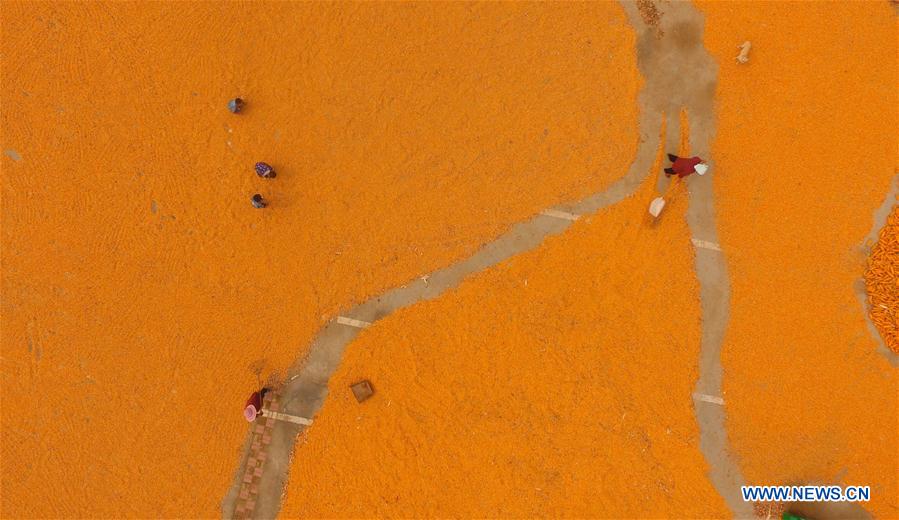 #CHINA-AUTUMN-FARMWORK (CN)