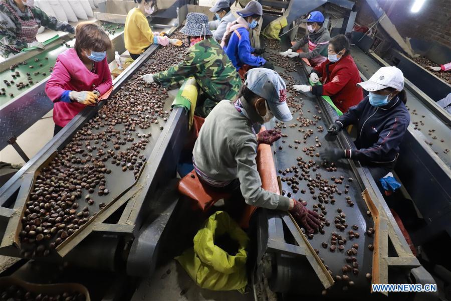 #CHINA-HEBEI-TANGSHAN-CHINESE CHESTNUT-HARVEST(CN)