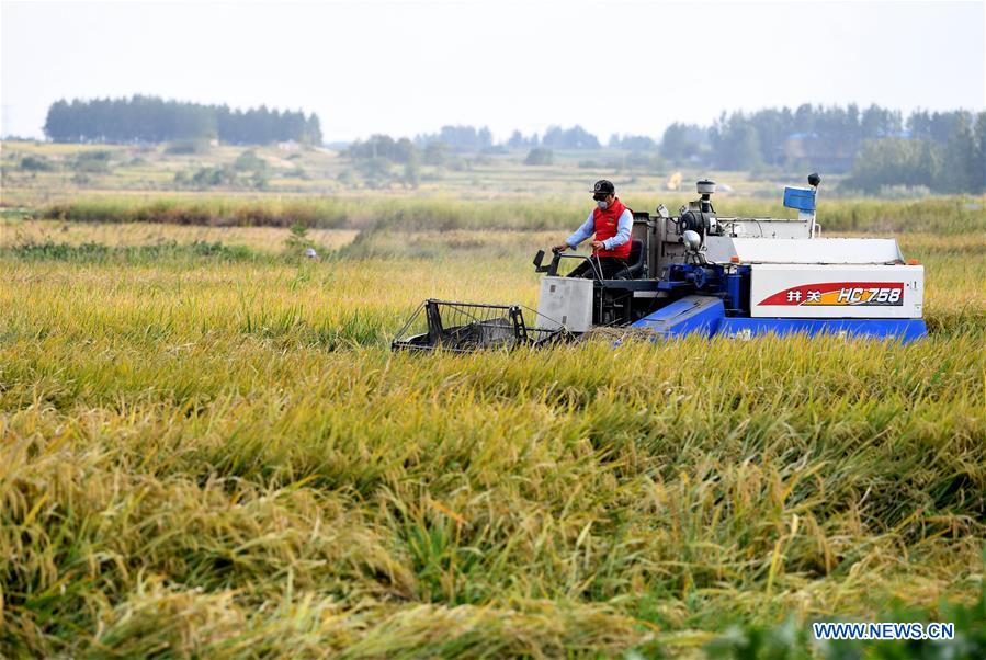 CHINA-ANHUI-FENGYANG-HARVEST (CN)