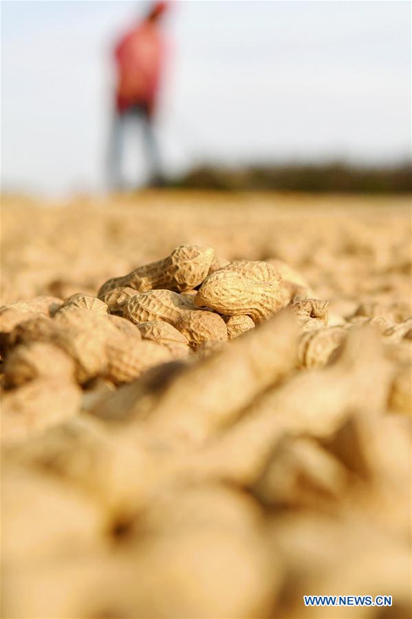 #CHINA-SHANDONG-FARMWORK (CN)