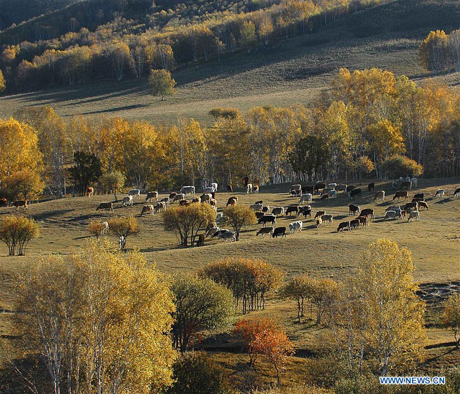 #CHINA-HEBEI-SAIHANBA-SCENERY (CN)