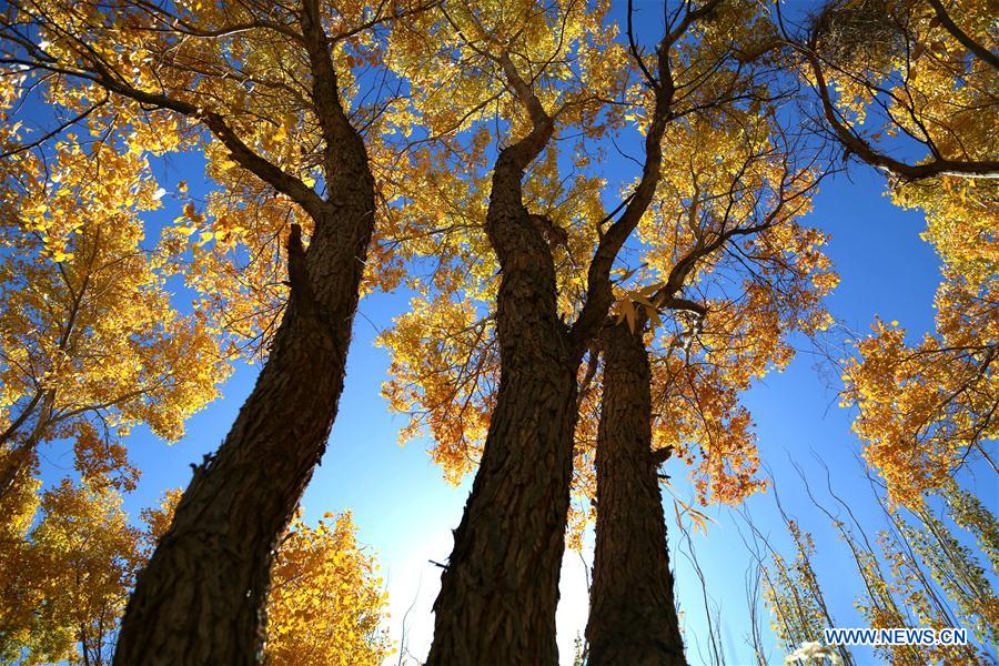 #CHINA-GANSU-DESERT POPLAR-SCENERY (CN) 