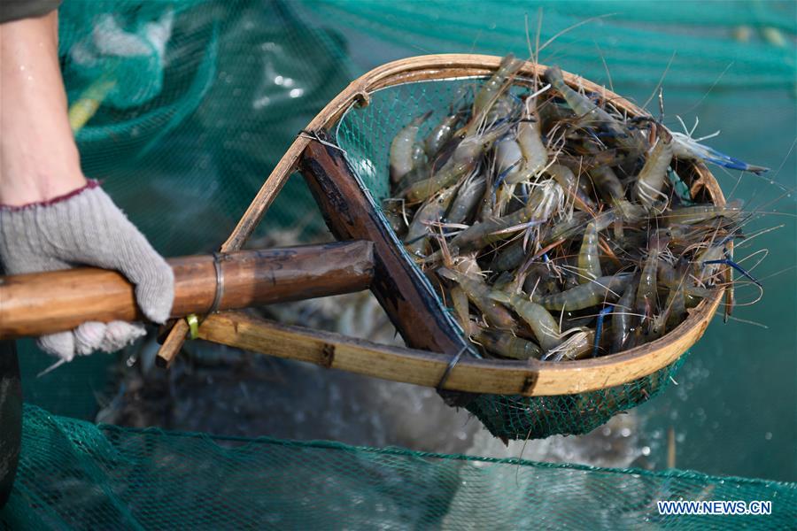 CHINA-ZHEJIANG-HUZHOU-FISHERY-SHRIMP (CN)