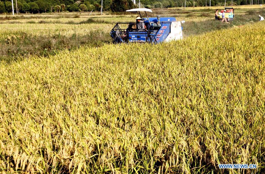 #CHINA-JIANGXI-AGRICULTURE-HARVEST (CN)