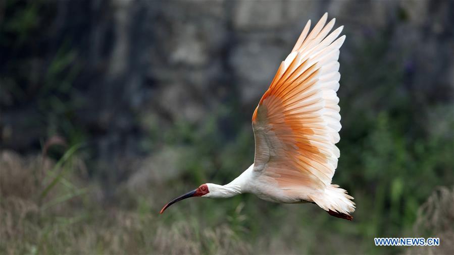 CHINA-VARIOUS WILD BIRDS (CN)