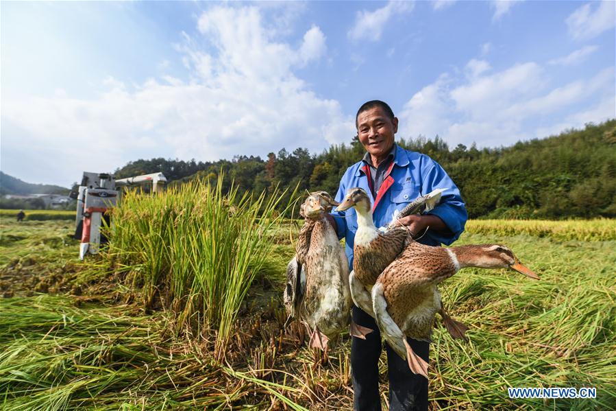 CHINA-HANGZHOU-RICE-HARVEST (CN)