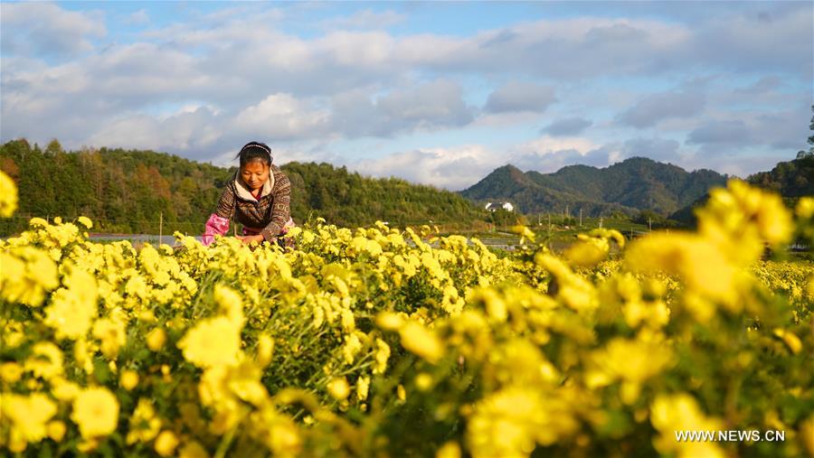 CHINA-JIANGXI-WUYUAN-CHRYSANTHEMUM-PRODUCTION (CN)