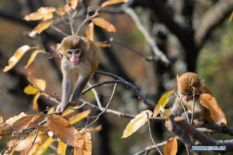 #CHINA-LIANYUNGANG-HUAGUO MOUNTAIN-MONKEY(CN)