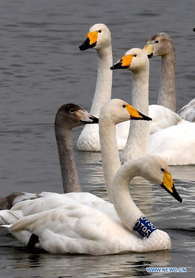 CHINA-HENAN-SANMENXIA-SWANS (CN)