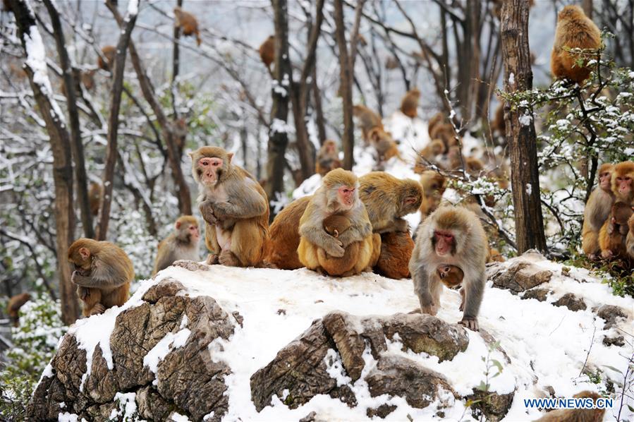 #CHINA-GUIZHOU-GUIYANG-SNOW-MONKEY (CN)