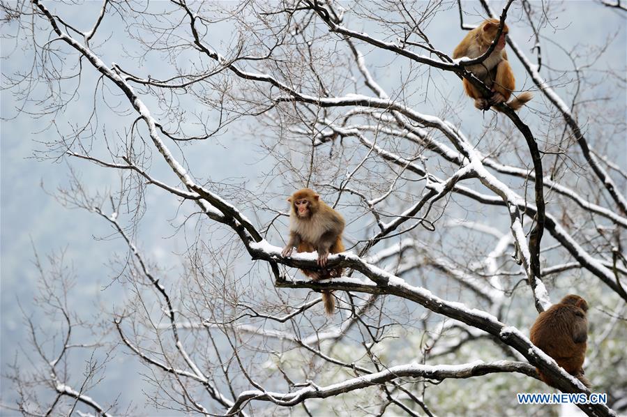 #CHINA-GUIZHOU-GUIYANG-SNOW-MONKEY (CN)