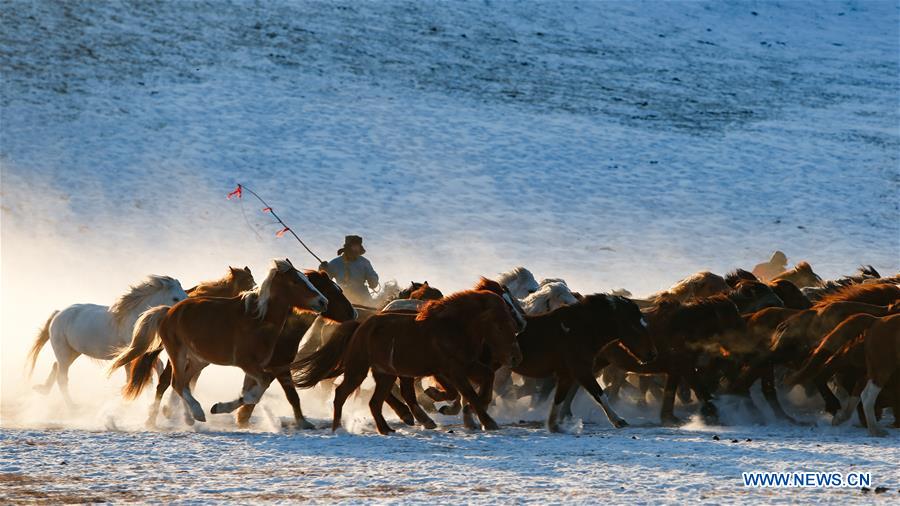 CHINA-INNER MONGOLIA-HORSE-GRASSLAND (CN)