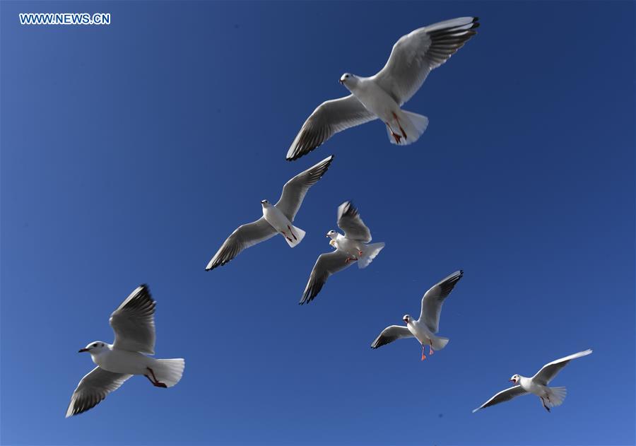 CHINA-KUNMING-RED-BILLED GULLS (CN)