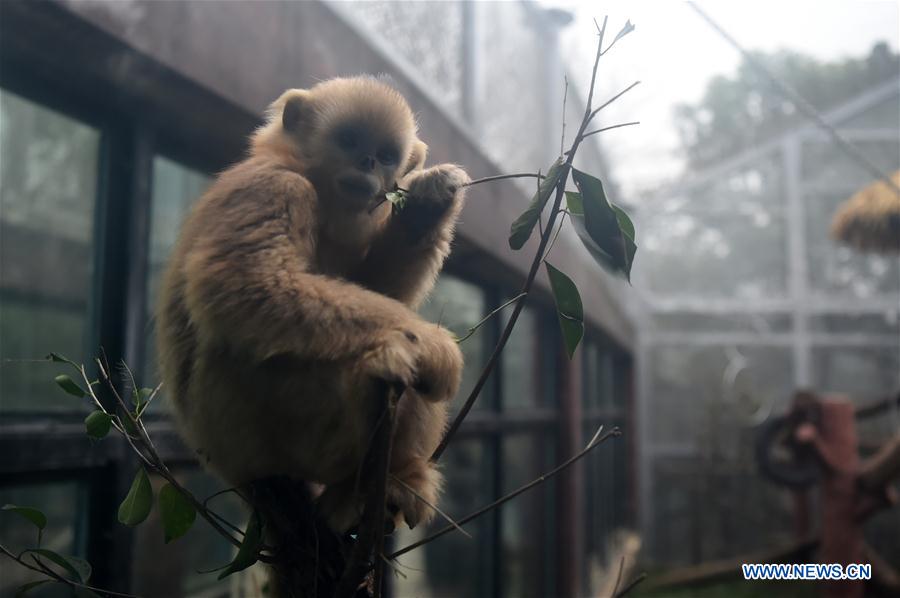 CHINA-CHONGQING-GOLDEN SNUB-NOSED MONKEY (CN)