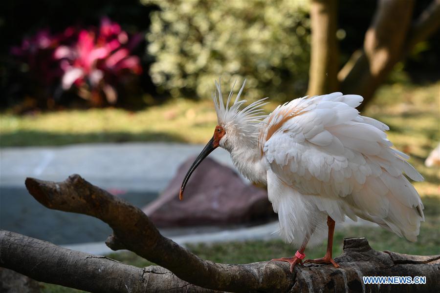 CHINA-GUANGDONG-CRESTED IBIS (CN) 