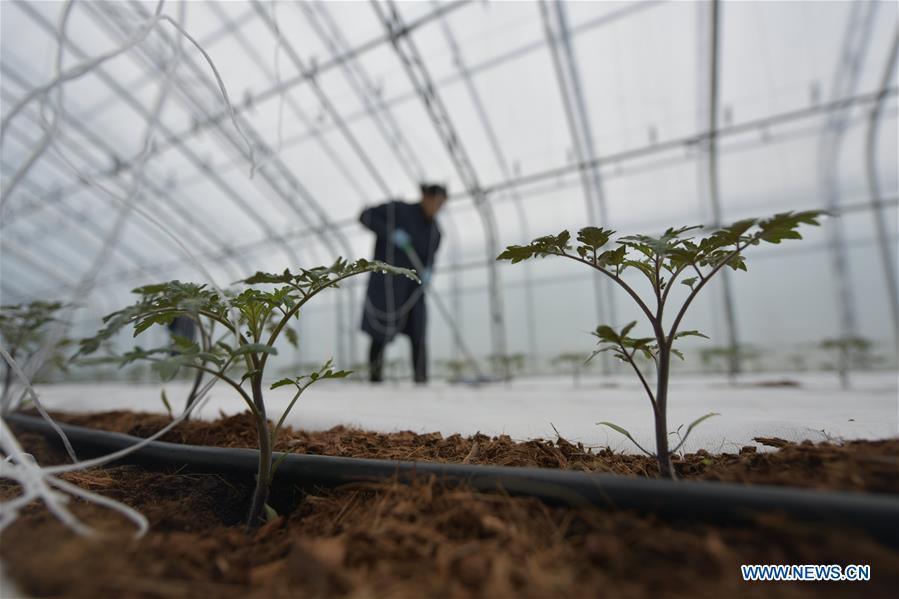 #CHINA-EARLY SPRING-FARMWORK (CN)