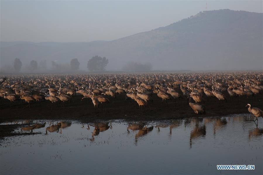 ISRAEL-HULA VALLEY-GRAY CRANES