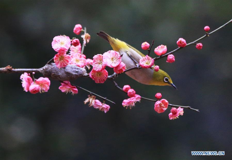 #CHINA-HUNAN-HENGYANG-BIRD-PLUM BLOSSOM (CN)