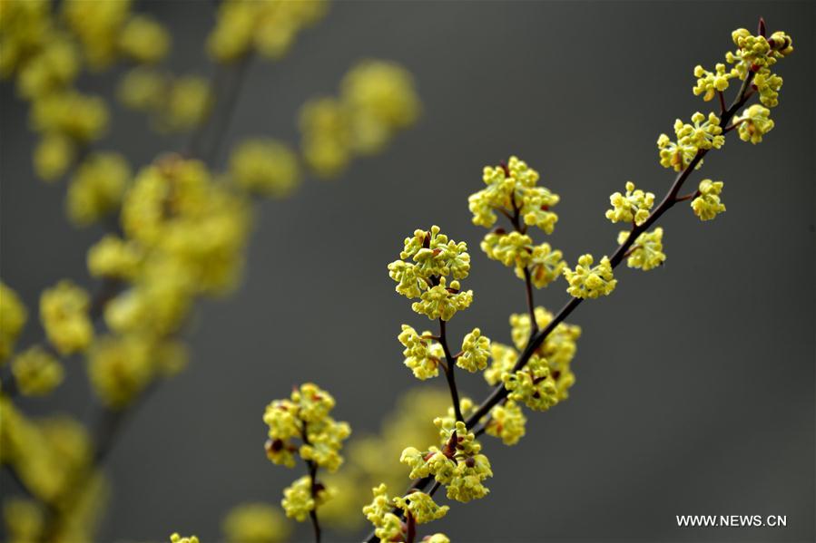 #CHINA-JINGZHE-SPRING(CN)