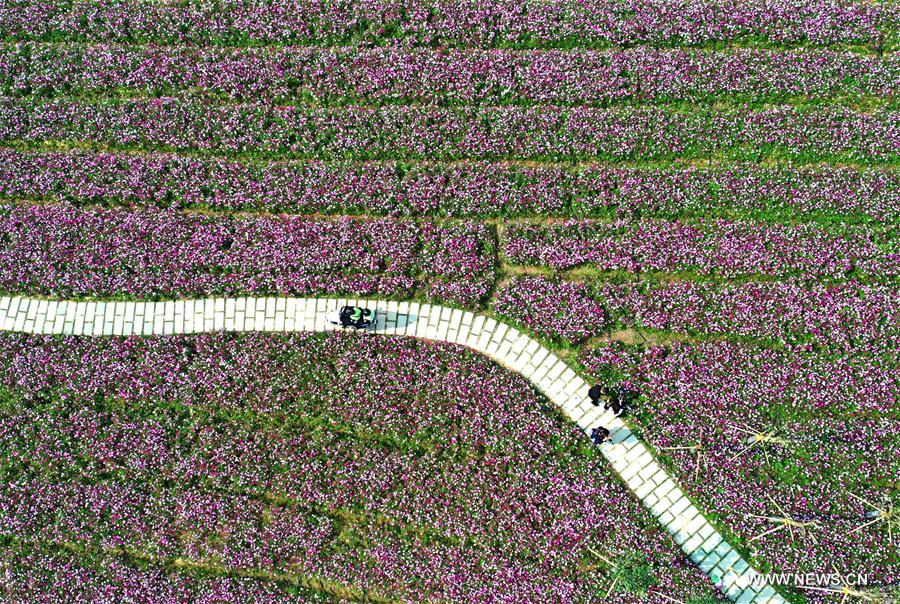 CHINA-NANNING-FLOWERS (CN)