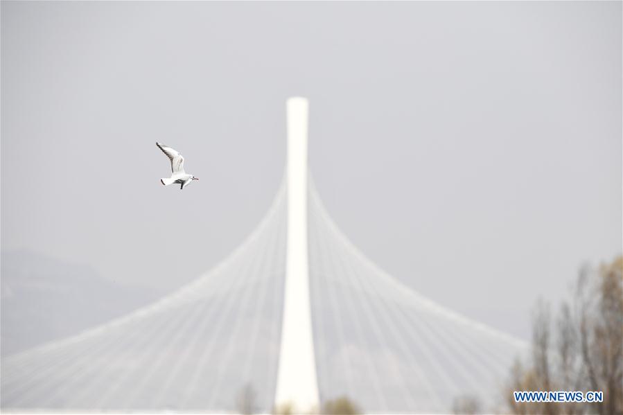 CHINA-SHANXI-TAIYUAN-FENHE WETLAND PARK-WATERFOWL (CN)