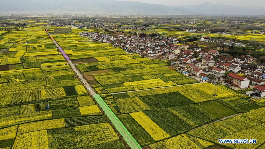 CHINA-SHAANXI-SPRING-COLE FLOWERS (CN)