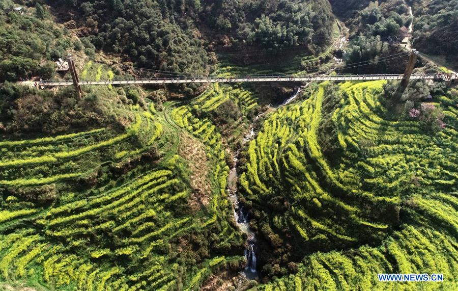 CHINA-JIANGXI-COLE FLOWER FIELDS (CN)