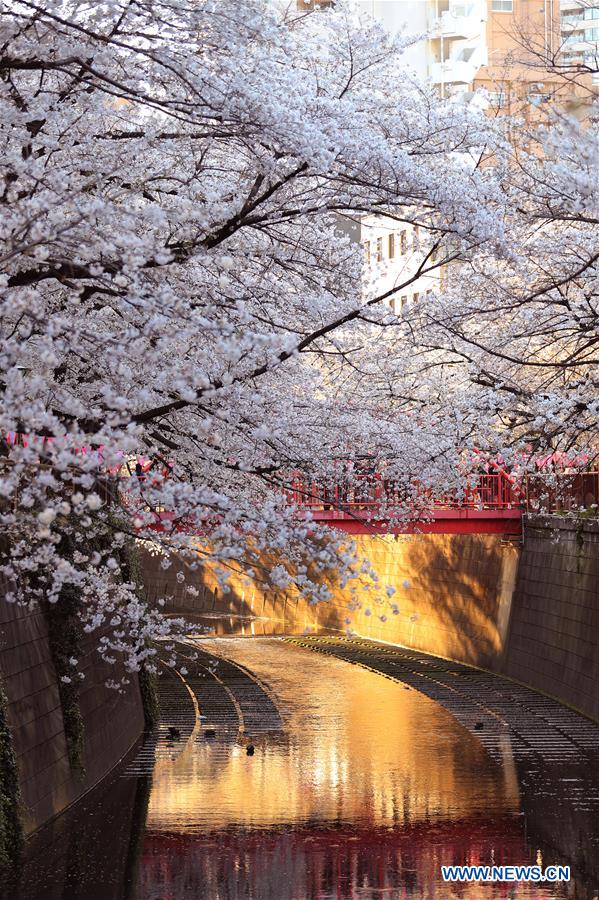 JAPAN-TOKYO-MEGURO RIVER-CHERRY BLOSSOM